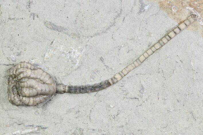 Crinoid (Taxocrinus) Fossil - Crawfordsville, Indiana #87966